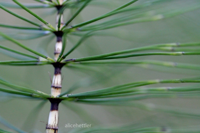 Schachtelhalm (Equisetum sp.)